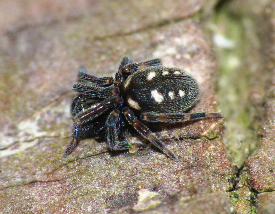 Nurscia albomaculata